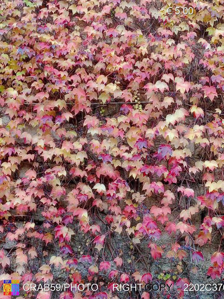 Autunno- Orvieto / Quadro di foglie naturale 